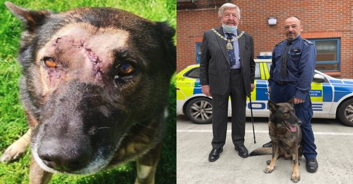  Le chien en service revient héroïquement au service de police après avoir été poignardé à cinq endroits.
