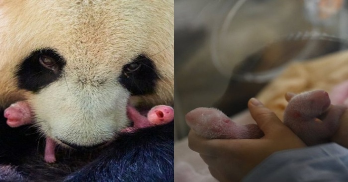  Un panda nommé Huan Huan a donné naissance à une paire de poussins potelés.