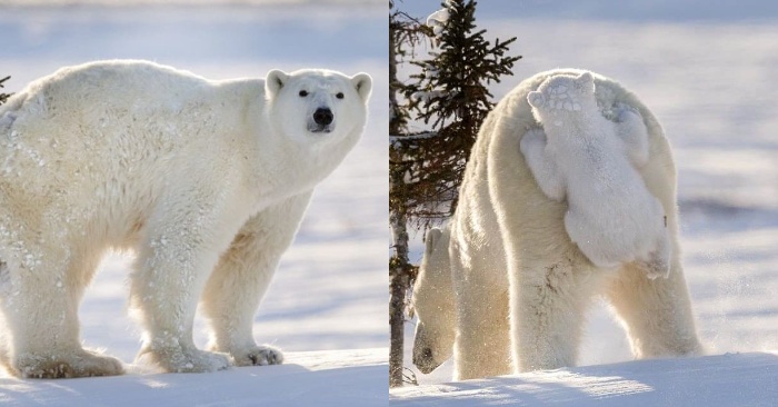  L’ours polaire prend beaucoup de plaisir à marcher sur le dos de sa mère
