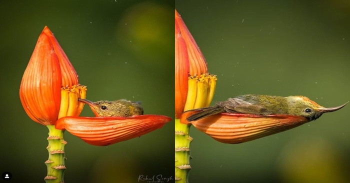  Dans la nature, le photographe a pu capturer le bain de l’oiseau dans une fleur