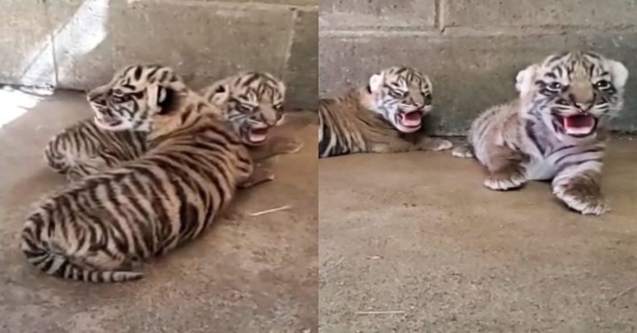  Tigres de Sumatra avait des petits, qui est devenu une vraie célébration au zoo de l’Oregon
