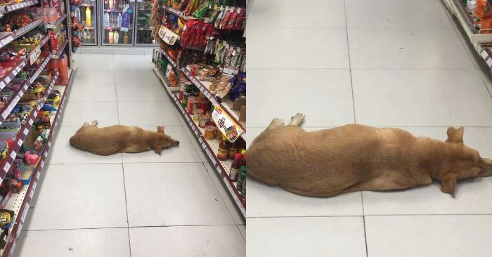  Ce propriétaire de magasin gentil laisse le chien venir sur le marché les jours chauds pour se rafraîchir un peu