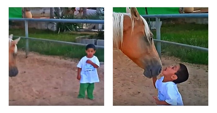  Un petit garçon atteint du syndrome de Williams essaie de se rapprocher d’un cheval.