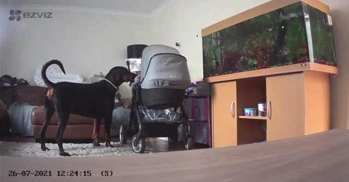  Adorable Doberman apporte ses jouets à son petit bébé – Cette vidéo va faire fondre votre cœur