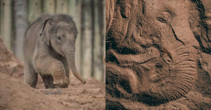  C’est incroyable  le visage de l’éléphant était imprimé sur le sable pendant qu’il dormait