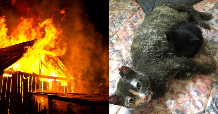  L’amour maternel du chat : elle tente de libérer ses chatons de la grange où le feu a éclaté