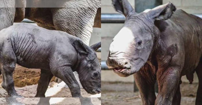  Naissance inattendue  un rhinocéros blanc du Sud rare est né en Virginie