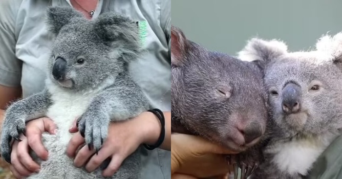  Koala a essayé de rester éveillé pour obtenir du plaisir de la façon dont le maître la masse