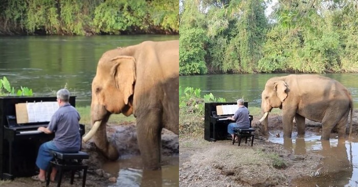  La bonne action du pianiste  il joue du piano pour les éléphants aveugles