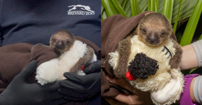  La mère quitte son bébé  le nouveau-né paresseux est soigné par le personnel du zoo