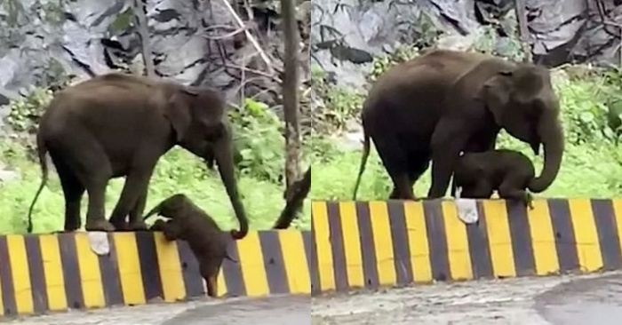  L’éléphant tente par tous les moyens possibles de passer la barrière, bien sûr l’éléphant mère vient aider