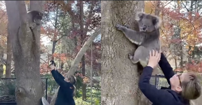  Heureusement, le petit koala est de retour à sa mère après une chute soudaine d’un arbre