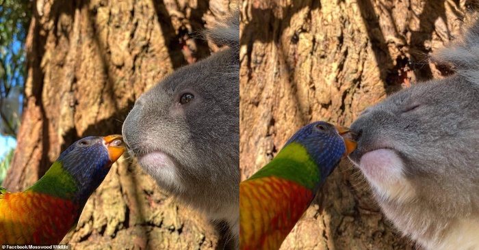  Il semble que ce koala n’aime pas le baiser du petit loriquet arc-en-ciel
