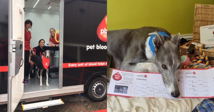  Histoire choquante : ce chien a sauvé la vie de dizaines de chiens avec son groupe sanguin rare