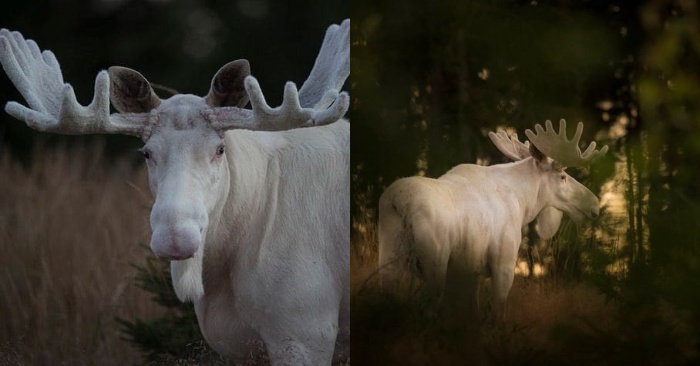  Un spectacle rare cet élan blanc a été vu dans les bois de la Suède