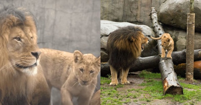  Le roi lion devient doux-cœur immédiatement après avoir vu ses petits
