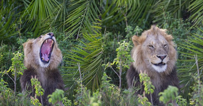  Le comportement étonnant d’un lion  il grogne ou sourit au photographe
