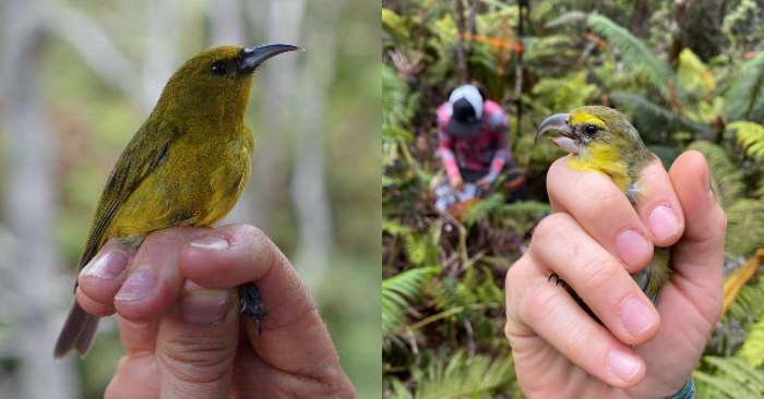  L’oiseau en voie de disparition a été retrouvé vivant lors d’une éruption volcanique à Hawaii