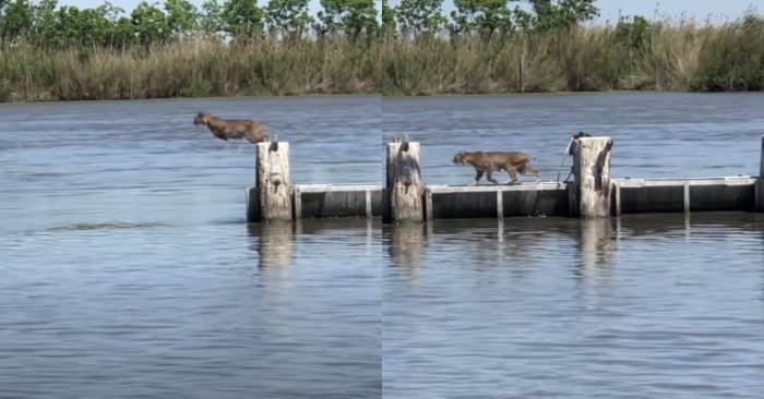  Le groupe de pêcheurs a été surpris parce qu’ils n’avaient jamais vu un saut aussi choquant de Bobcat