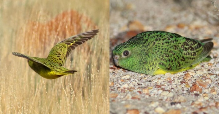  Des décennies plus tard, le perroquet avec ces belles couleurs a été vu à nouveau en Australie occidentale