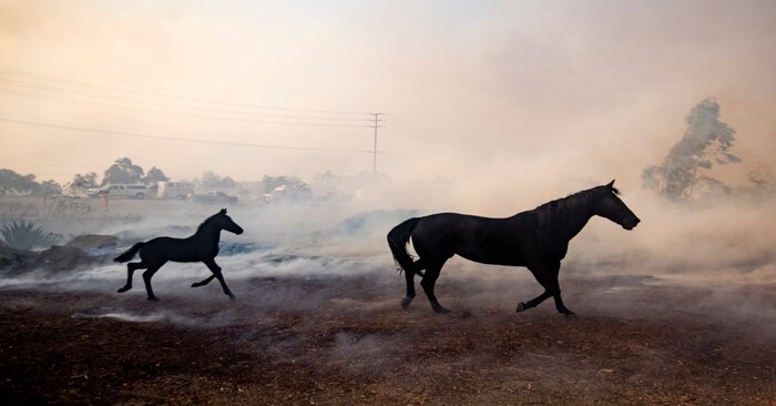  Ce cheval intelligent et courageux parvient à sauver la jument avec son étalon de la fumée
