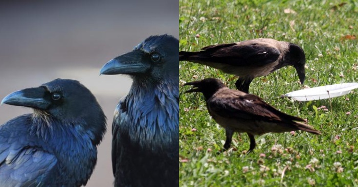  Un acte louable de corbeaux : ces oiseaux ont appris à ramasser les ordures jetées dans la rue