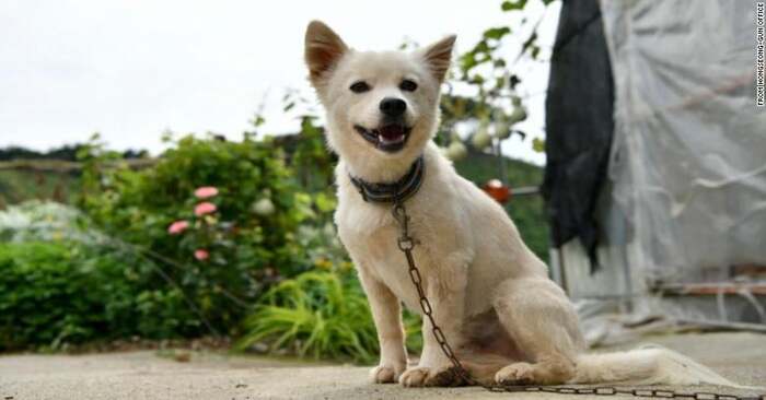  Ce chien héros a été en mesure de trouver son propriétaire perdu qui souffre de démence