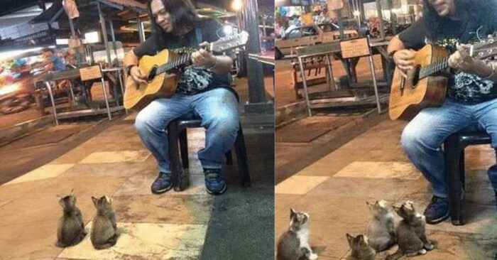  Voici une belle scène  les petits chats se sont rassemblés près du musicien et ont écouté la musique avec beaucoup d’attention