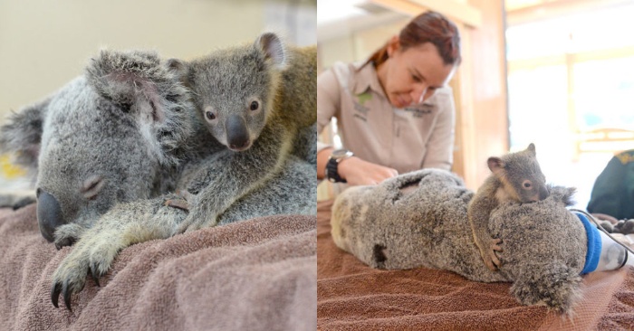  Une scène très émouvante  un petit koala étreignait sa mère au long de l’opération