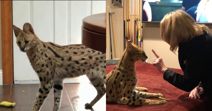  Le chat serval africain, perdu depuis quelques jours, est de retour avec ses propriétaires et très heureux