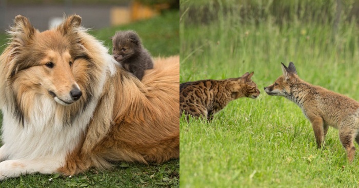  Une bonté indescriptible  un chien gentil prend soin d’un petit renard dont la mère est morte dans un accident de voiture