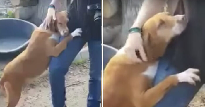  Ce chien secouru se tenait sur deux jambes et serrait le reporter dans l’abri, afin qu’il puisse l’adopter