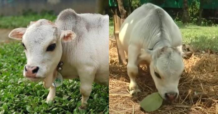  La plus petite et la plus belle vache du monde vit au Bangladesh