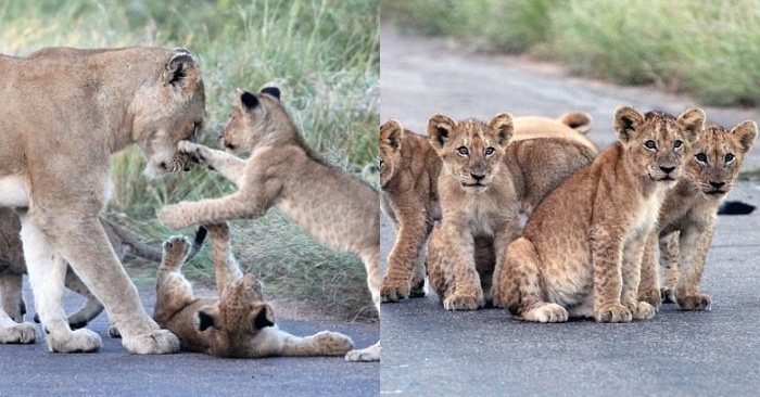  Une mère lion et ses petits décidèrent de s’arrêter au centre de la route et d’y jouer