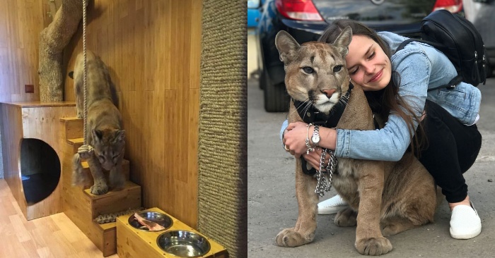  Ce puma est passé du zoo non pas à l’état sauvage, mais à l’appartement et vit comme un chat domestique