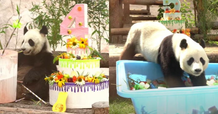  Le zoo de Moscou fait de sérieux préparatifs pour célébrer les anniversaires de deux pandas