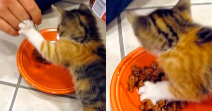  Cas très drôle  ce chat est vraiment gourmand, elle garde sa nourriture à chaque fois et ne laisse personne approcher