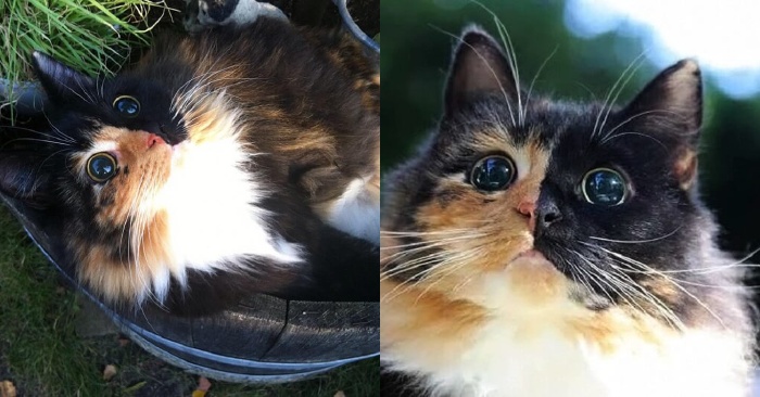  Ce chat merveilleux, unique et aveugle a attiré l’attention à la fois de l’Internet et son propriétaire