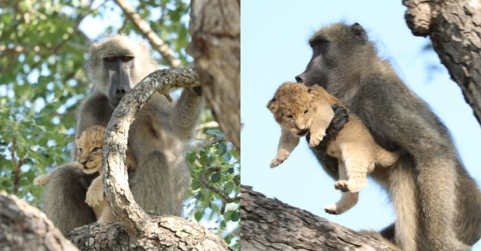  Scène inattendue en Afrique du Sud  les gens ont repéré un singe avec un lionceau comme dans le célèbre dessin animé
