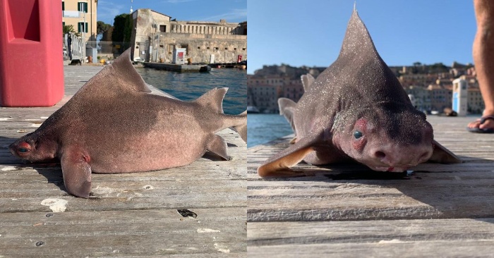  Aspect étonnant ce requin, découvert en Italie, a un visage de cochon, qui a attiré les gens