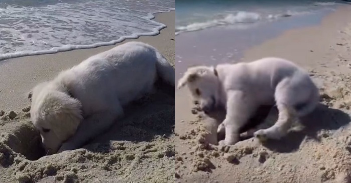  Voici une histoire intéressante sur le chien mignon  il a essayé de son mieux pour protéger les châteaux de sable des vagues