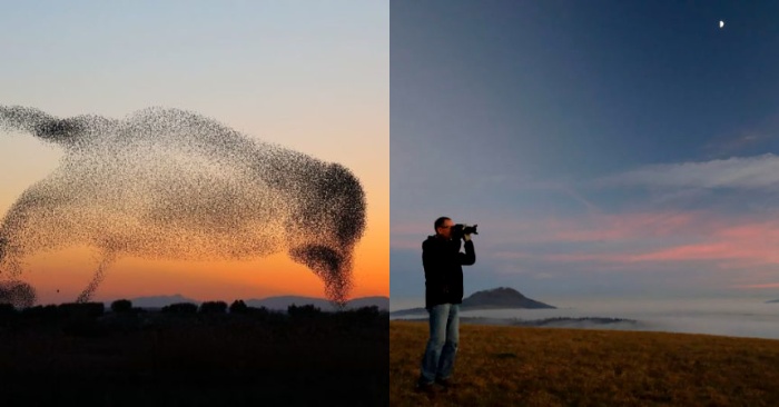  Superbe scène  l’opérateur capture une volée d’oiseaux dans le ciel qui forme un oiseau géant