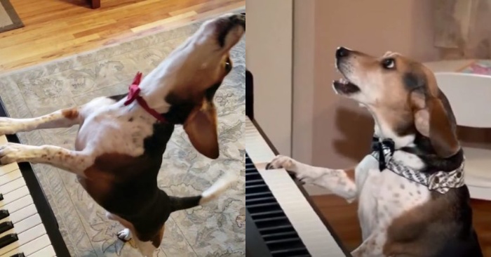  Le comportement du chien est incroyable  il peut jouer du piano et chanter tout en jouant