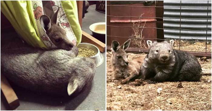  Entreprise passionnante ce kangourou orphelin et le wombat vivre ensemble et devenir de vrais amis
