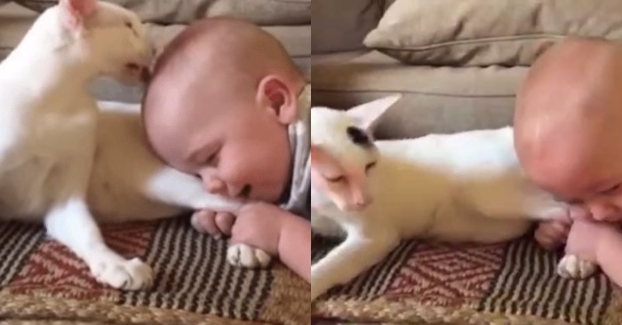  Un comportement de chat intéressant quand cette têtue et petite enfant saisit les deux jambes postérieures