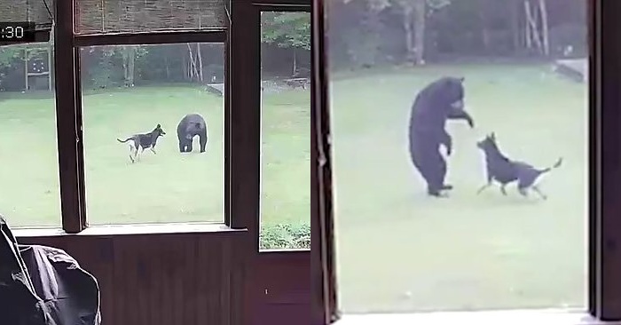  Ce petit ourson est entré dans la cour de quelqu’un et a commencé à jouer avec son berger