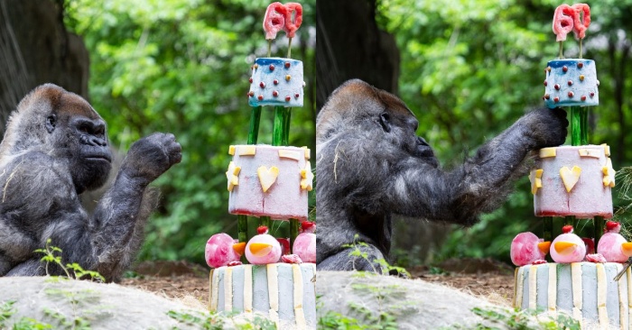  Le plus vieux gorille vivant dans le monde a reçu un gâteau de fruits froids à son 60e anniversaire