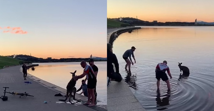  Un geste louable  les gens ont pu sortir un kangourou effrayé du lac