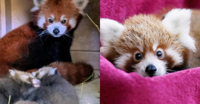  Au zoo, ces nouveaux-nés pandas jumeaux étaient une cause d’admiration pour les visiteurs