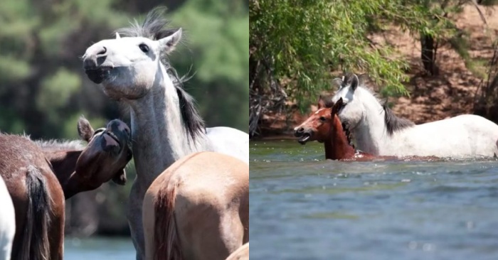  Scène indescriptible : un cheval atteint immédiatement la pouliche en voie de disparition et le sauve